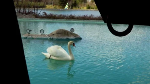 Swan in pond Video stock 106708488