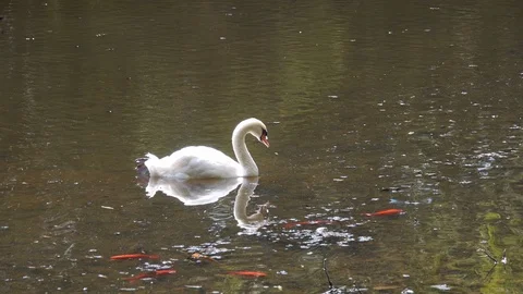 Swan in pond Stock Footage 121575910