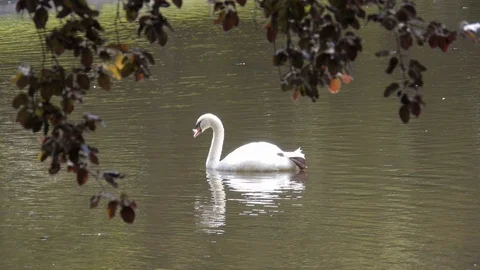 Swan in pond Video stock 121576014