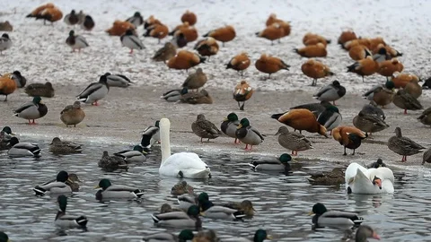Swan in pond Video stock 125998780