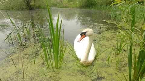 Swan in a pond Stock Footage 154876234