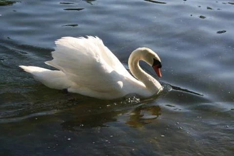 Swan In Pond 写真素材