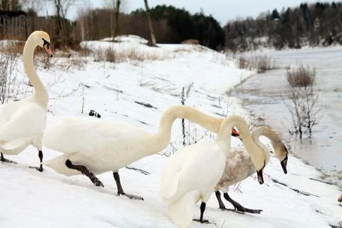 Swan on the pond Stock Photos