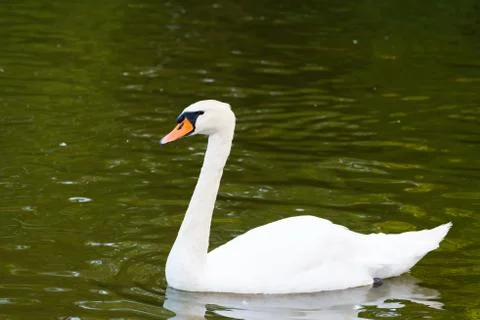 Swan on a pond Stock Photos