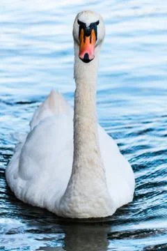 Swan on a pond Stock Photos