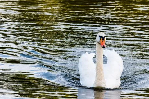 Swan on a pond Foto stock