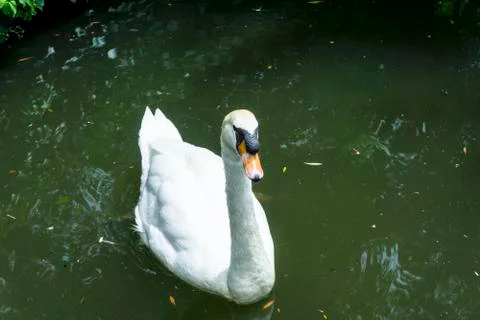 Swan in the pond Stock Photos