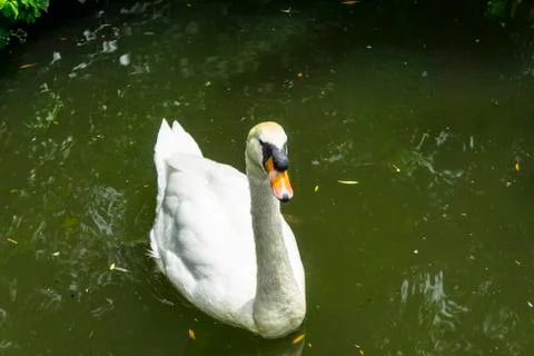 Swan in the pond Stock Photos