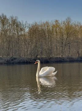 Swan on pond Stock Photos