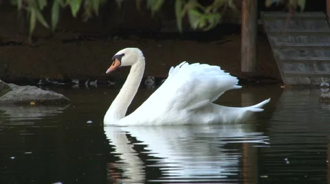 Swan on a pond5 Stock Footage 42514335