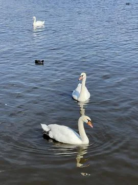 Swan, Pond5. Stock Photos