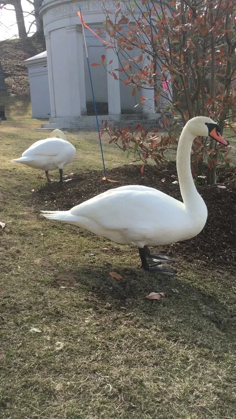 Swan Pooping Noisily Vertical Vídeos de archivo 327332196