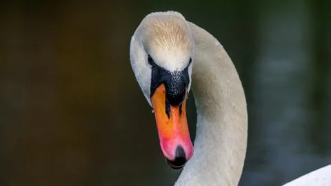 Swan portrait front Stockfoto's