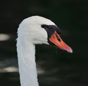 Swan portrait Stock Photos