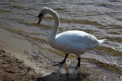 Swan Portrait Stock Photos