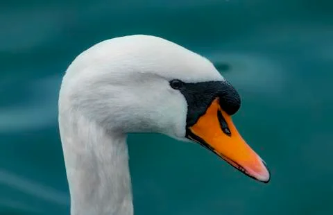 A swan portrait Foto stock