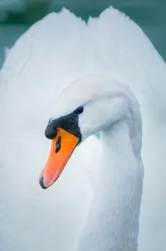 A swan portrait Stock Photos