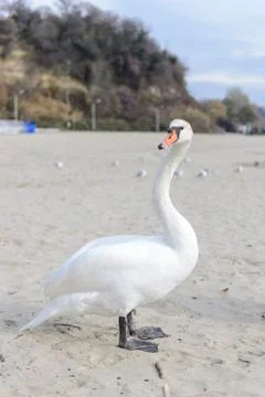 Swan pose on the beach Stock Photos