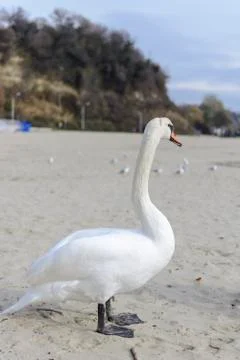 Swan pose on the beach 스톡 사진