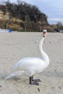Swan pose on the beach Stock Photos