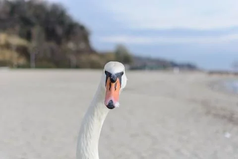 Swan pose on the beach Foto stock