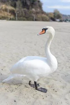 Swan pose on the beach Stock Photos