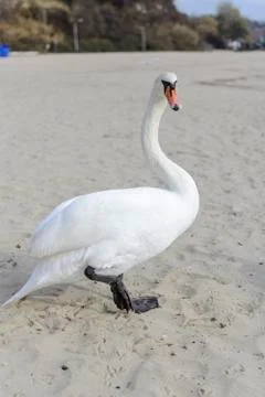 Swan pose on the beach Stock Photos