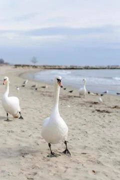 Swan pose on the beach Stock Photos