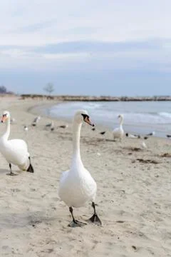 Swan pose on the beach Stock Photos