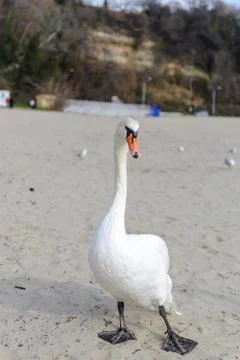 Swan pose on the beach Stock Photos