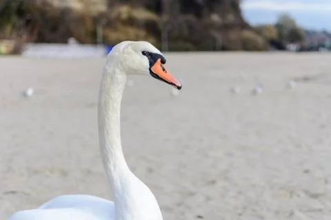 Swan pose on the beach 스톡 사진