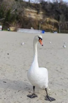 Swan pose on the beach Stock Photos