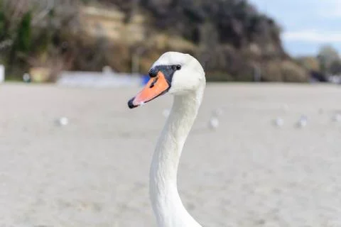 Swan pose on the beach Stock Photos