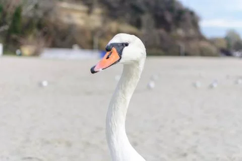 Swan pose on the beach Stock Photos