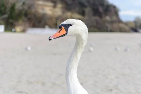 Swan pose on the beach 스톡 사진