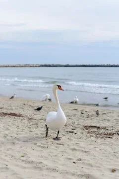 Swan pose on the beach 스톡 사진