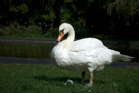 Swan posing in front of lake Stock Photos