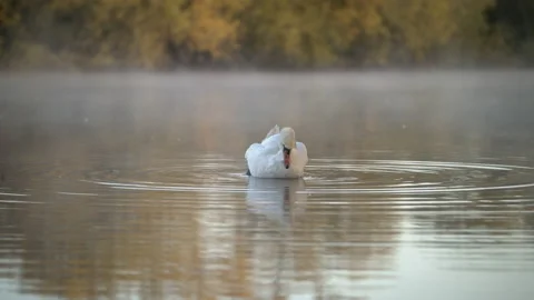 Swan preening against a backdrop of mist rising from river Stock Footage 140398170