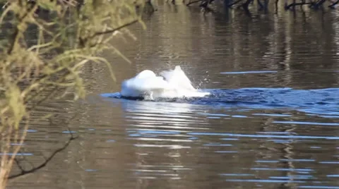 Swan preening Stock Footage 34287888