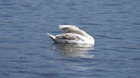 A Swan preening its feathers Stock Footage 239484965