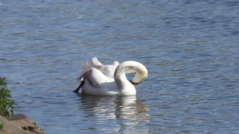 A Swan preening its feathers Stock Footage 239511779