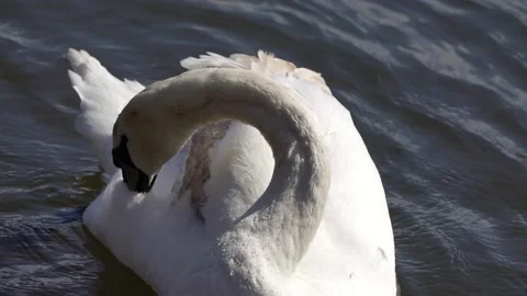 A Swan preening its feathers Stock Footage 239571157