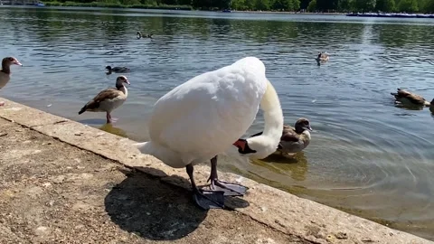 A Swan preening its feathers Stock Footage 242709066