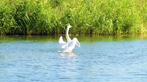 A swan preening its feathers Stock Footage 329414652
