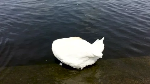 Swan preening on a park lake Stock Footage 313751623