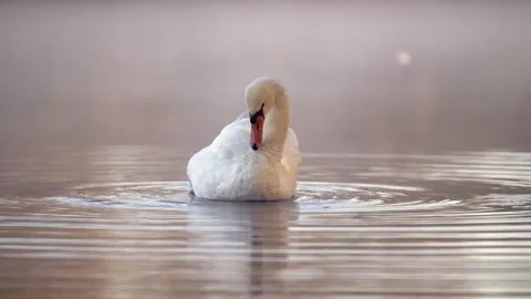 Swan preening on river with misty background Stock Footage 140397112