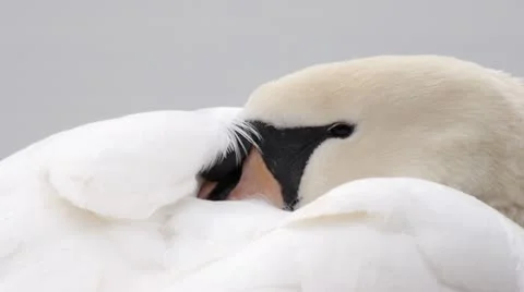 Swan Preening &amp; Sleeping Sequence (NO AUDIO) 스톡 동영상 21938573
