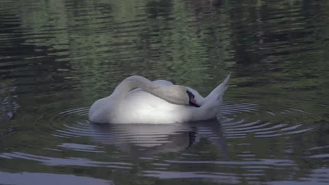 Swan Preening on the Water 스톡 동영상 234212010