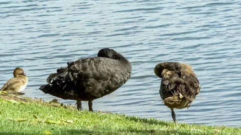 Swan preens its feathers while other birds sleep and rest on grass near rip.. Stock Footage 75393020