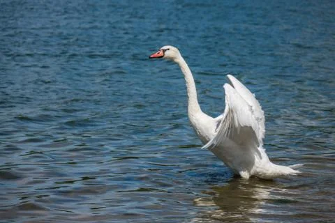 Swan preparing to fly away Stock Photos